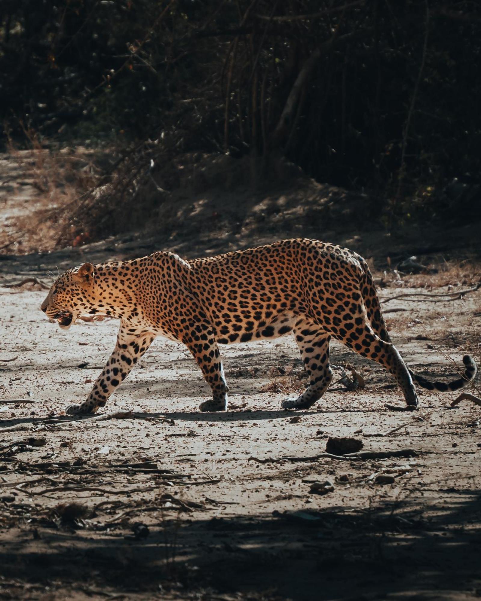 Wild Trails Yala By Suri Hotel Luaran gambar